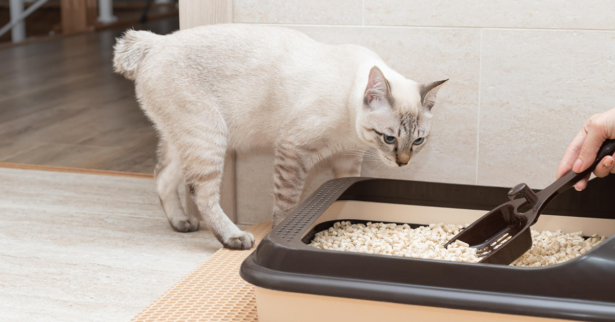 12 Tips to Reduce Cat Litter Odors