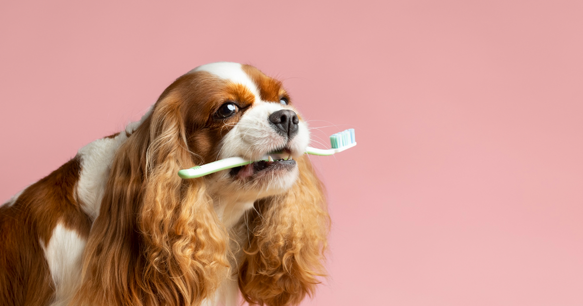 The Diet of a Dog Affects Dental Health