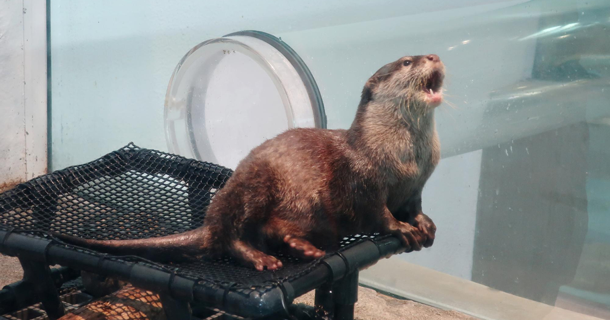 What to Know About a Ferrets Care