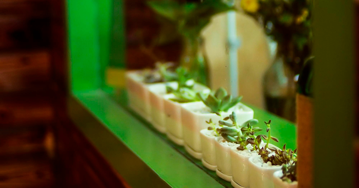 Cultivating indoor plants using artificial lighting